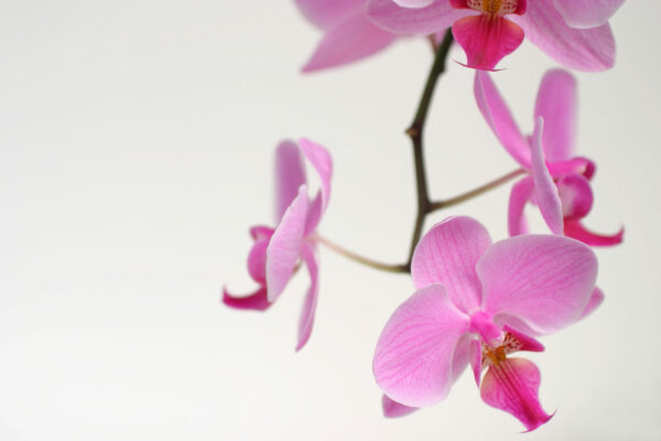 Pink Orchid detail