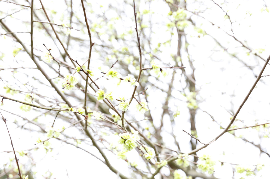 Green blossom and soft focus branches