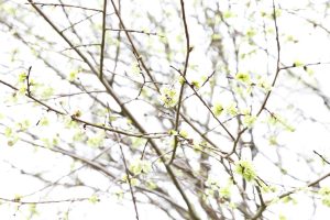 marble like photograph of branches