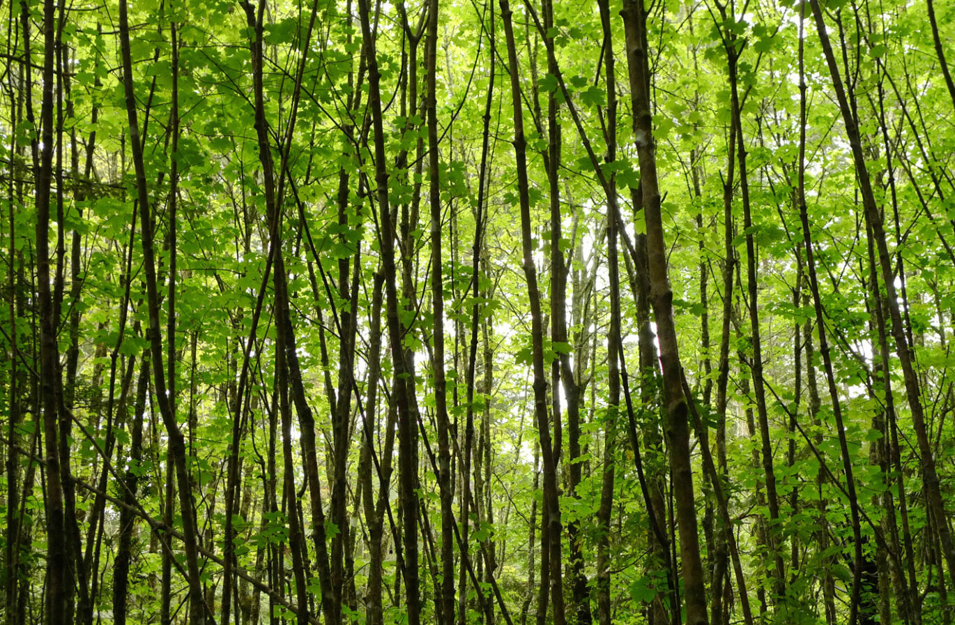 Redwood Forest Rotorua