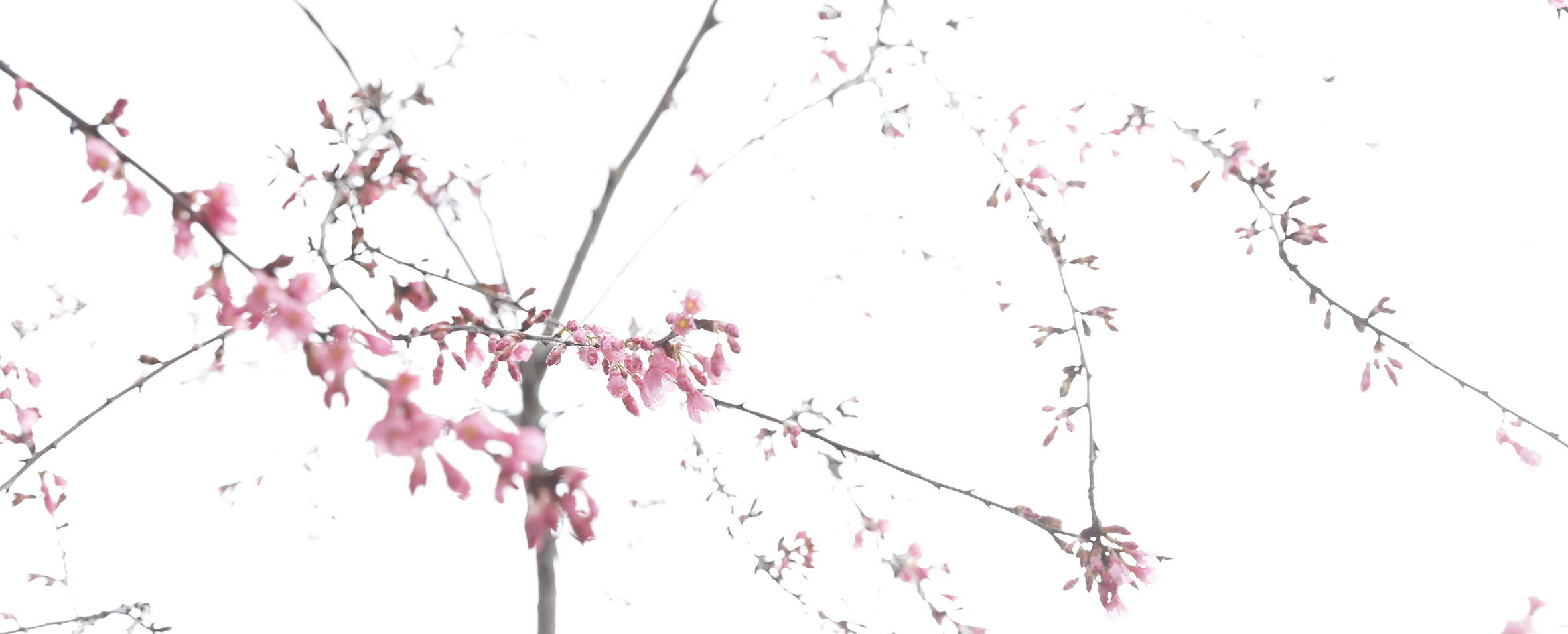 Branches with Blossom