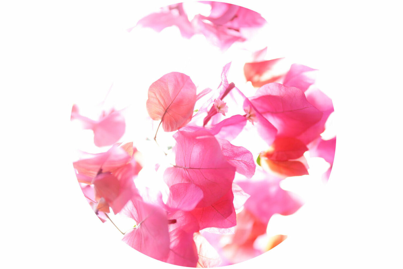 Vibrant contemporary floral photography