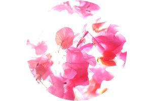 Vibrant contemporary floral photography